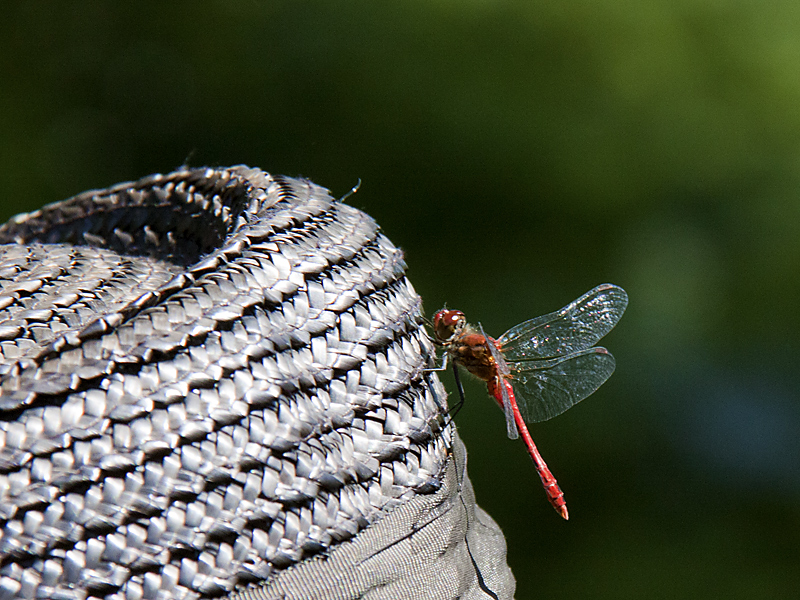 Sympétrum rouge sang sur chapeau